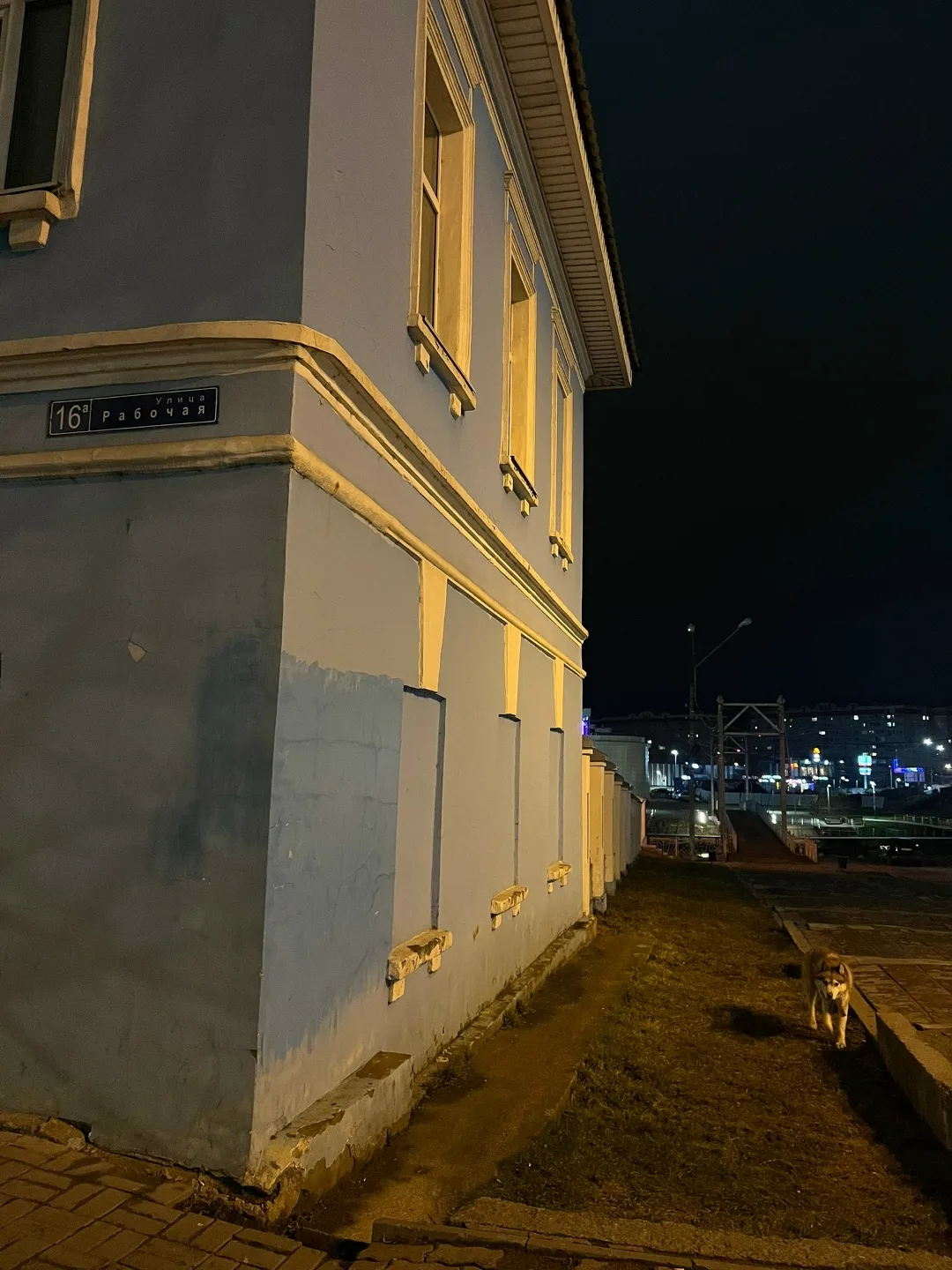Найдена собака в Ногинске — фото питомца