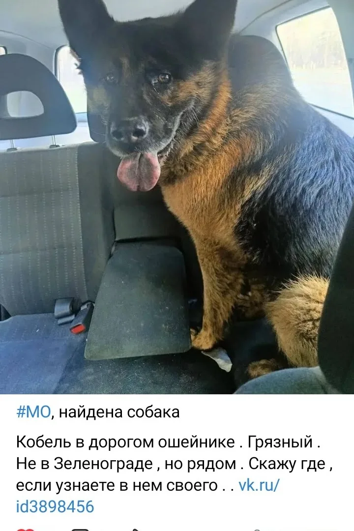 Объявление о питомце в Раменском — фото питомца