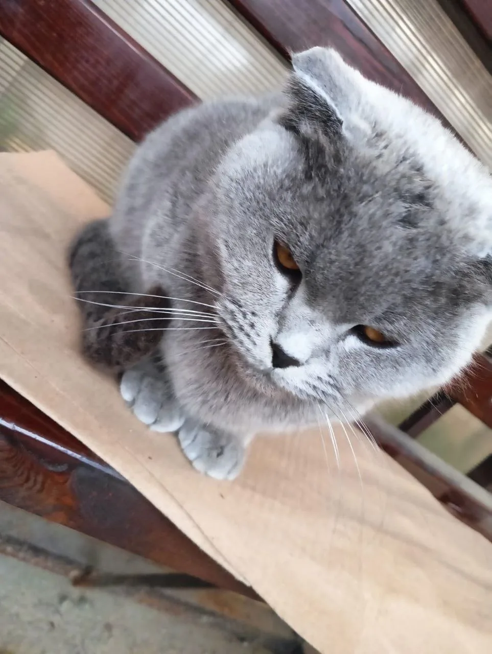 Найдена кошка в Раменском — фото питомца