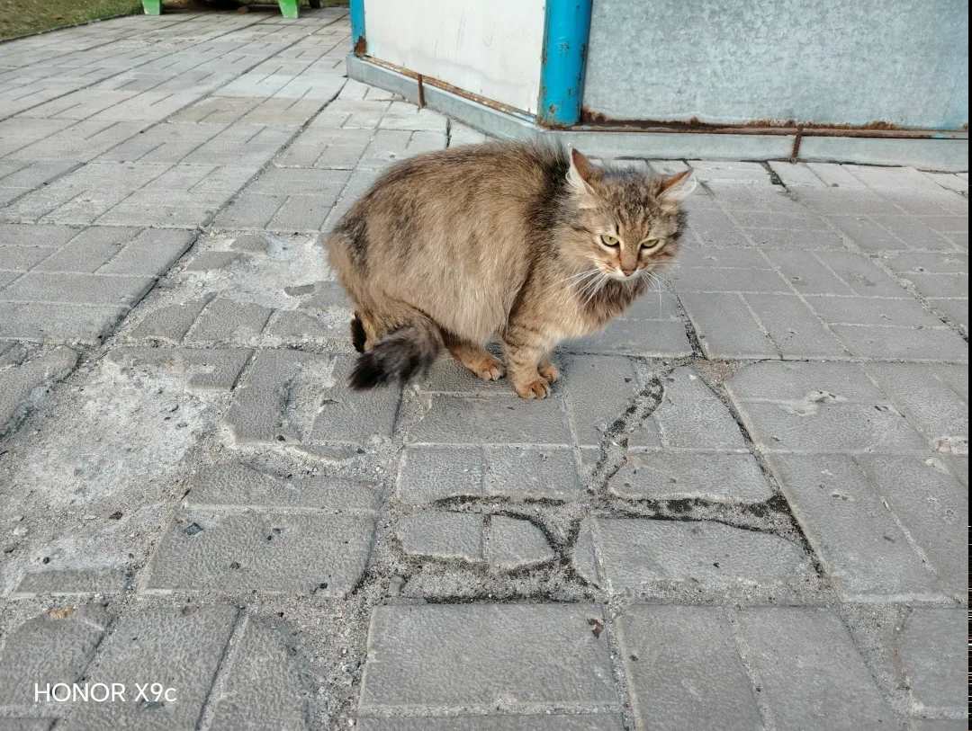 Найдена собака в Раменском — фото питомца