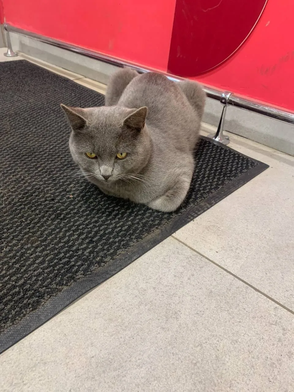 Найдена кошка в Раменском — фото питомца