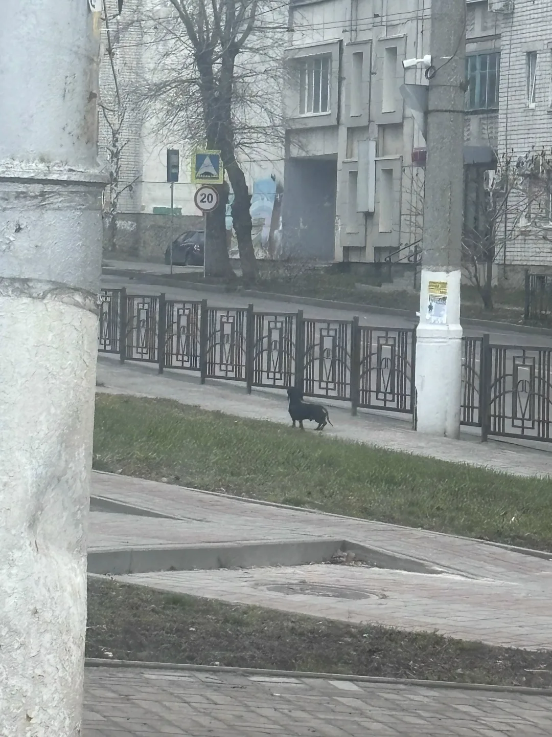 Найдена собака в Курске — фото питомца
