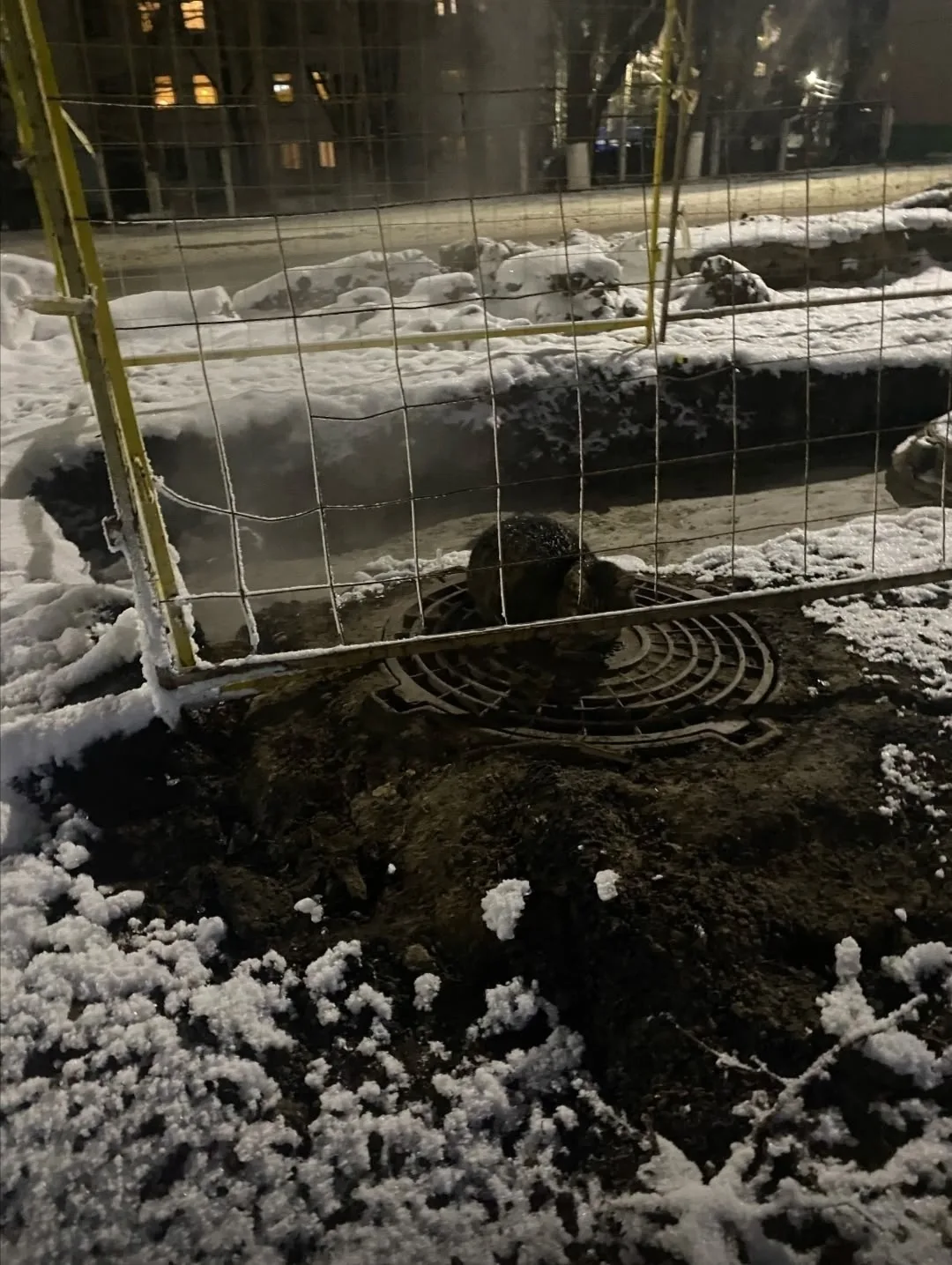 Пропала кошка в Чебоксарах — фото питомца