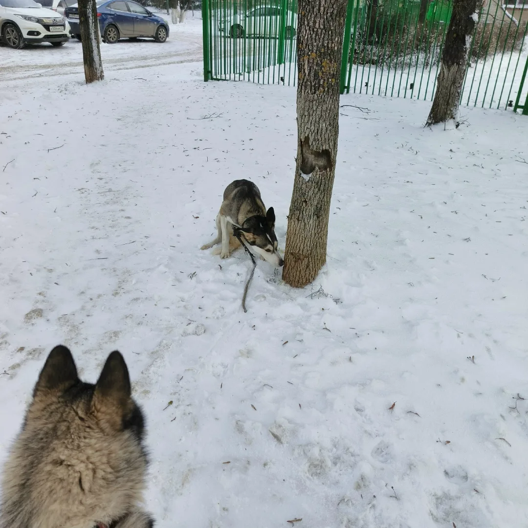 Пропала собака в Чебоксарах — фото питомца