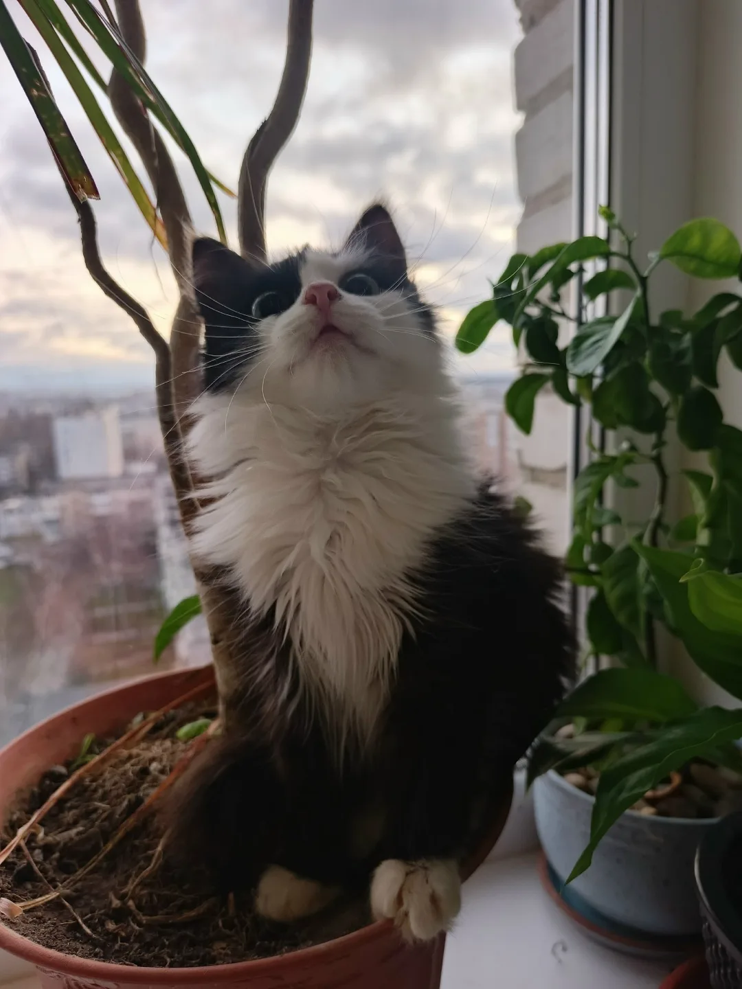 Найдена кошка в Чебоксарах — фото питомца