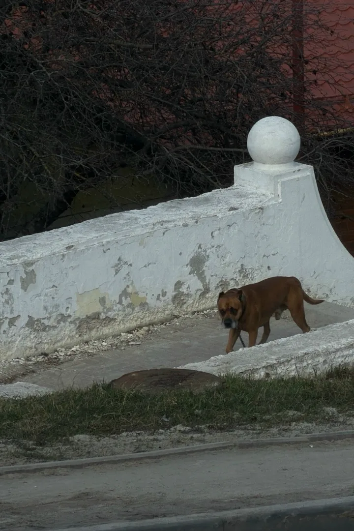 Найдена собака в Курске — фото питомца