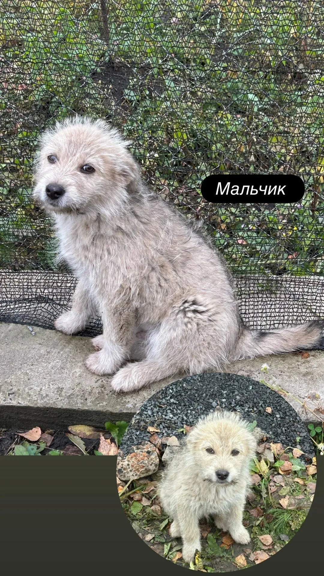 Пропала собака в Курске — фото питомца