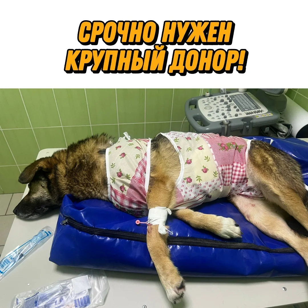 Найдена собака в Курске — фото питомца