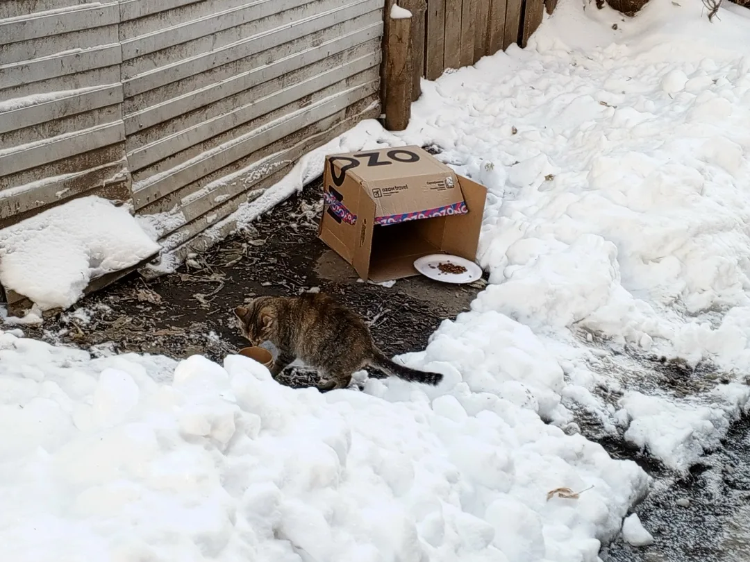 Пропала кошка в Томске — фото питомца