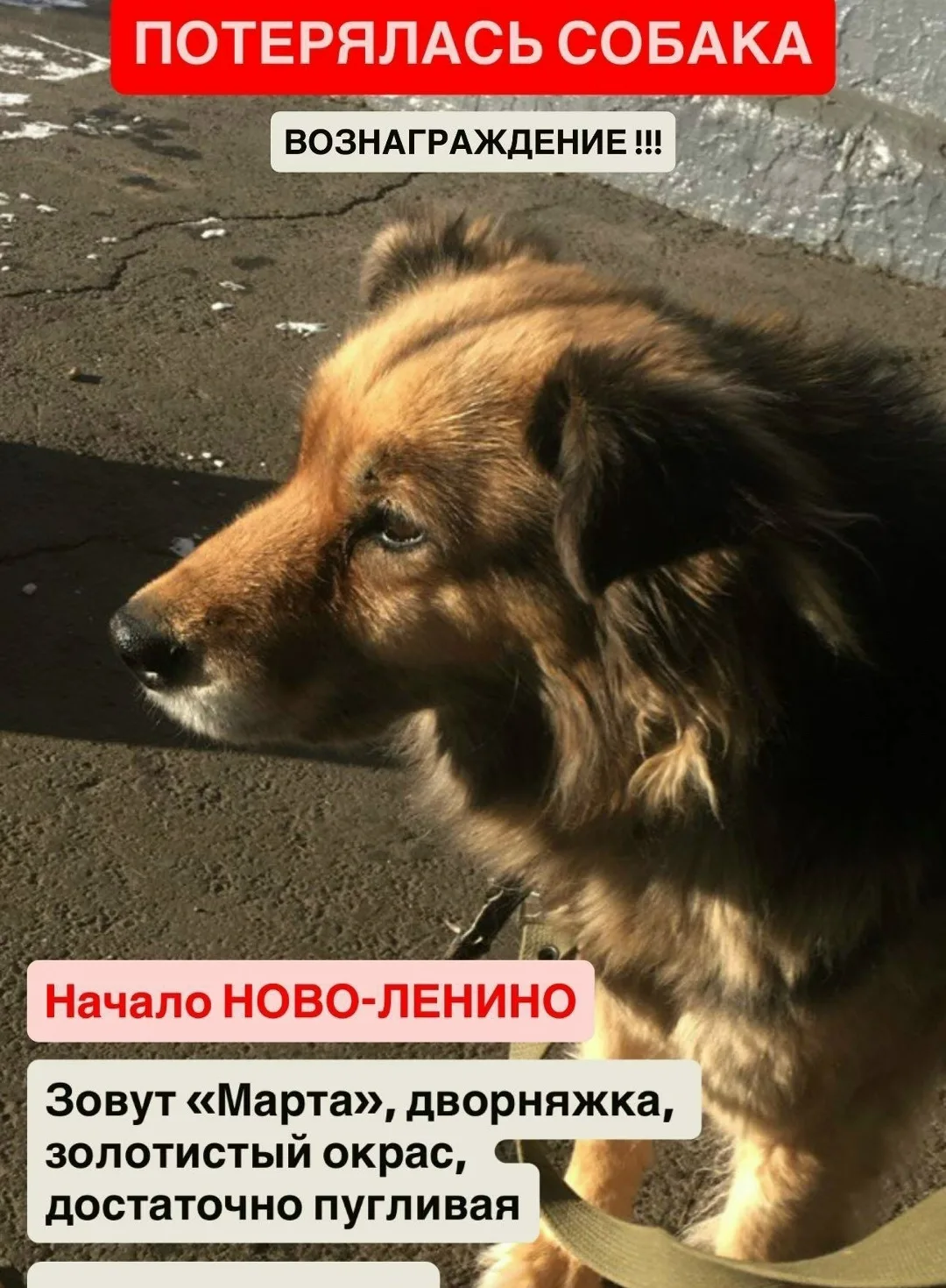 Пропала собака в Иркутске — фото питомца