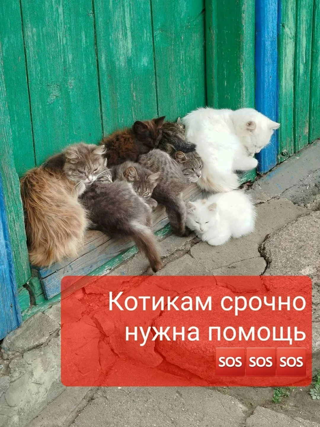 Пропала кошка в Чебоксарах — фото питомца