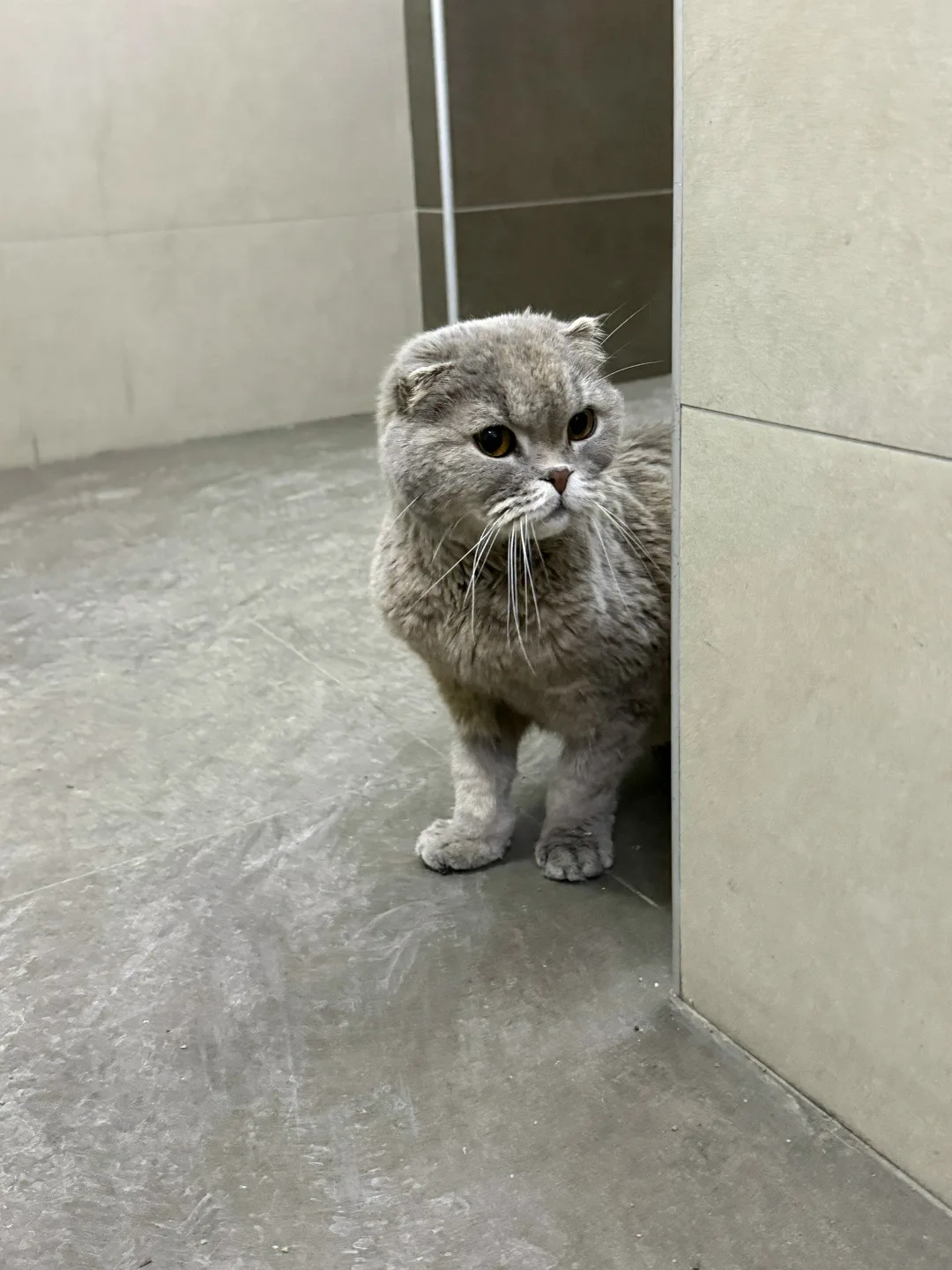 Найдена кошка в Иркутске — фото питомца