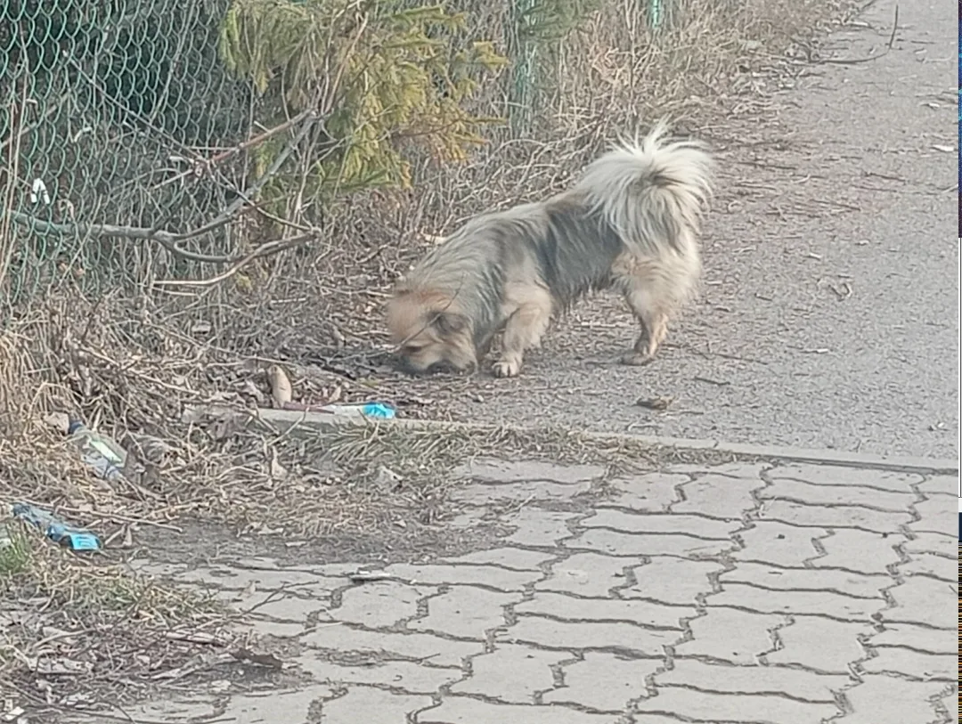 Найдена собака в Курске — фото питомца