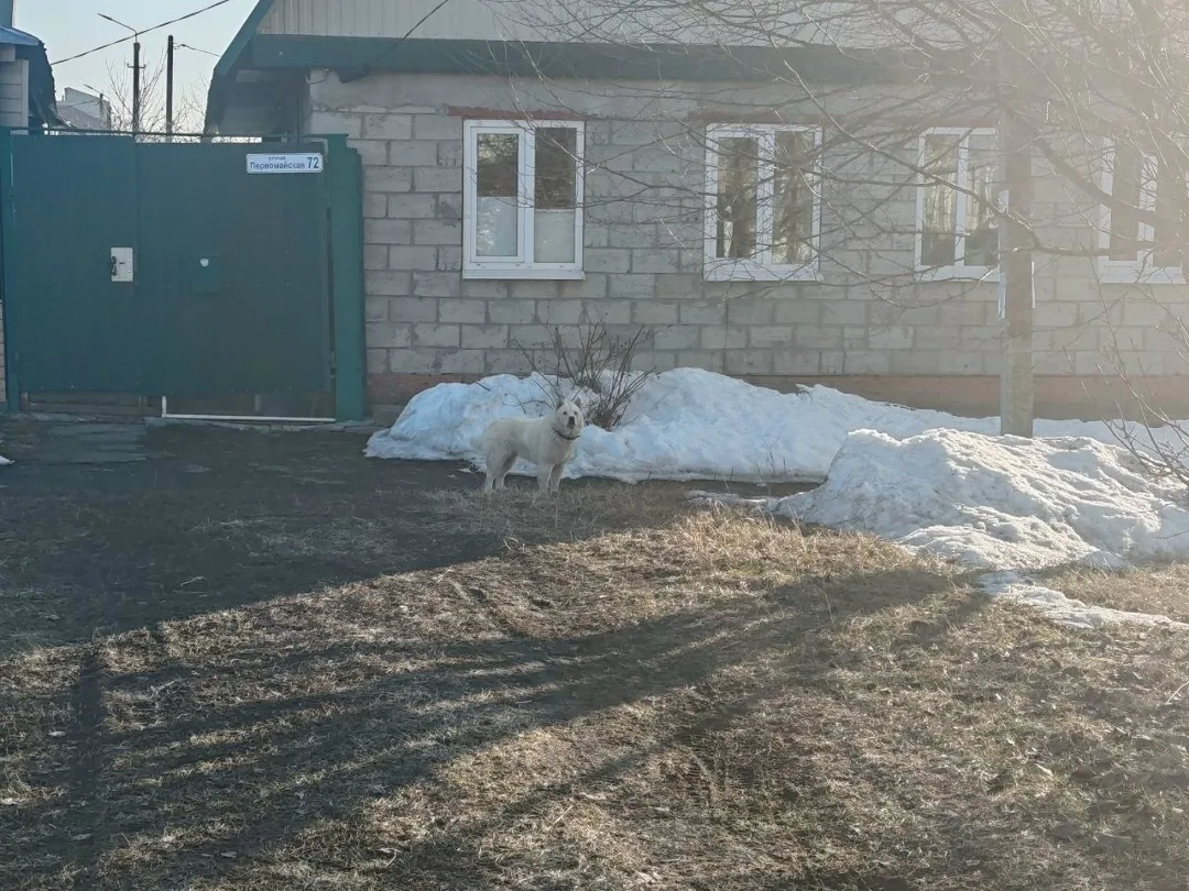 Найдена собака в Курске — фото питомца