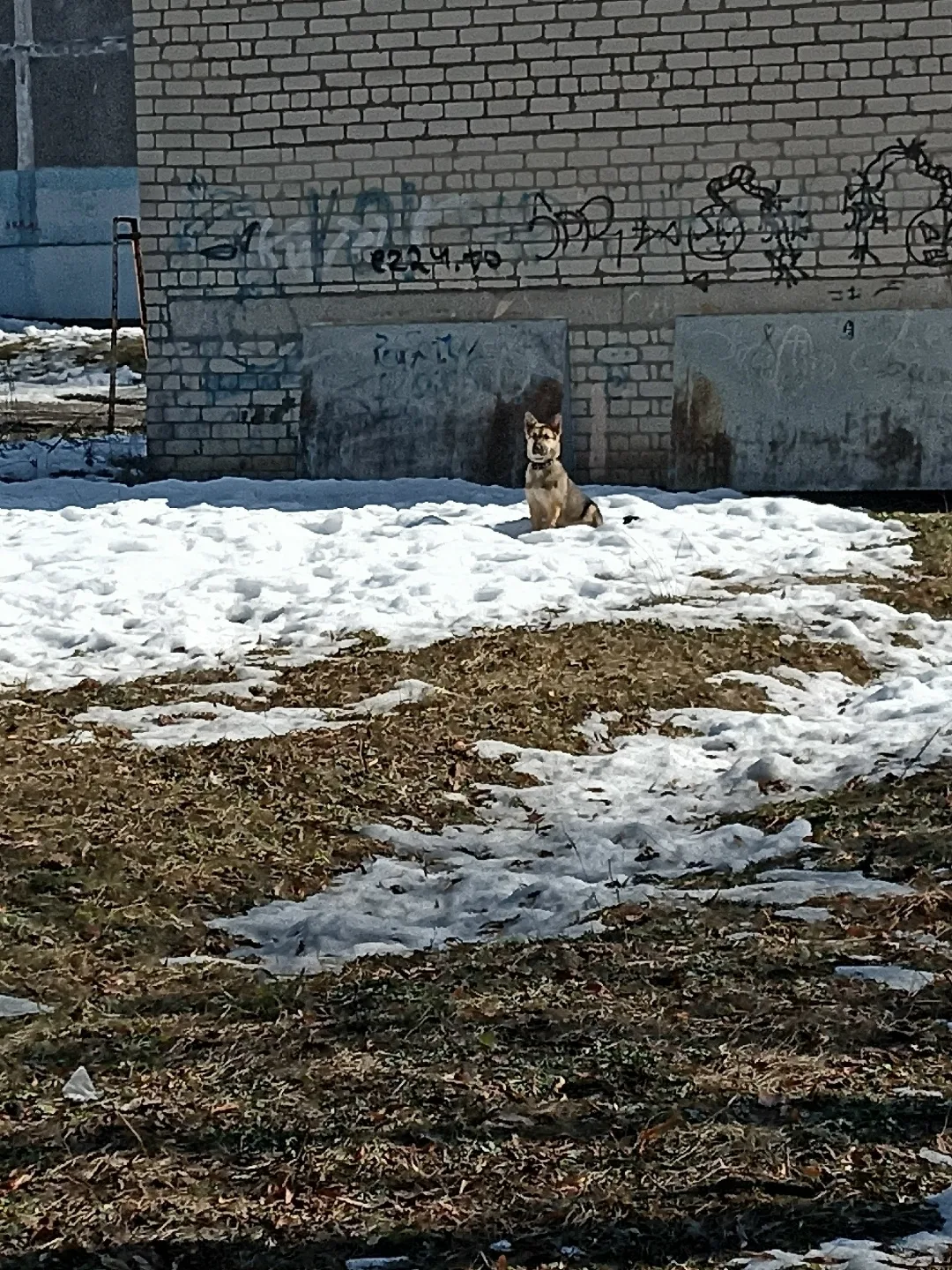 Найдена собака в Курске — фото питомца