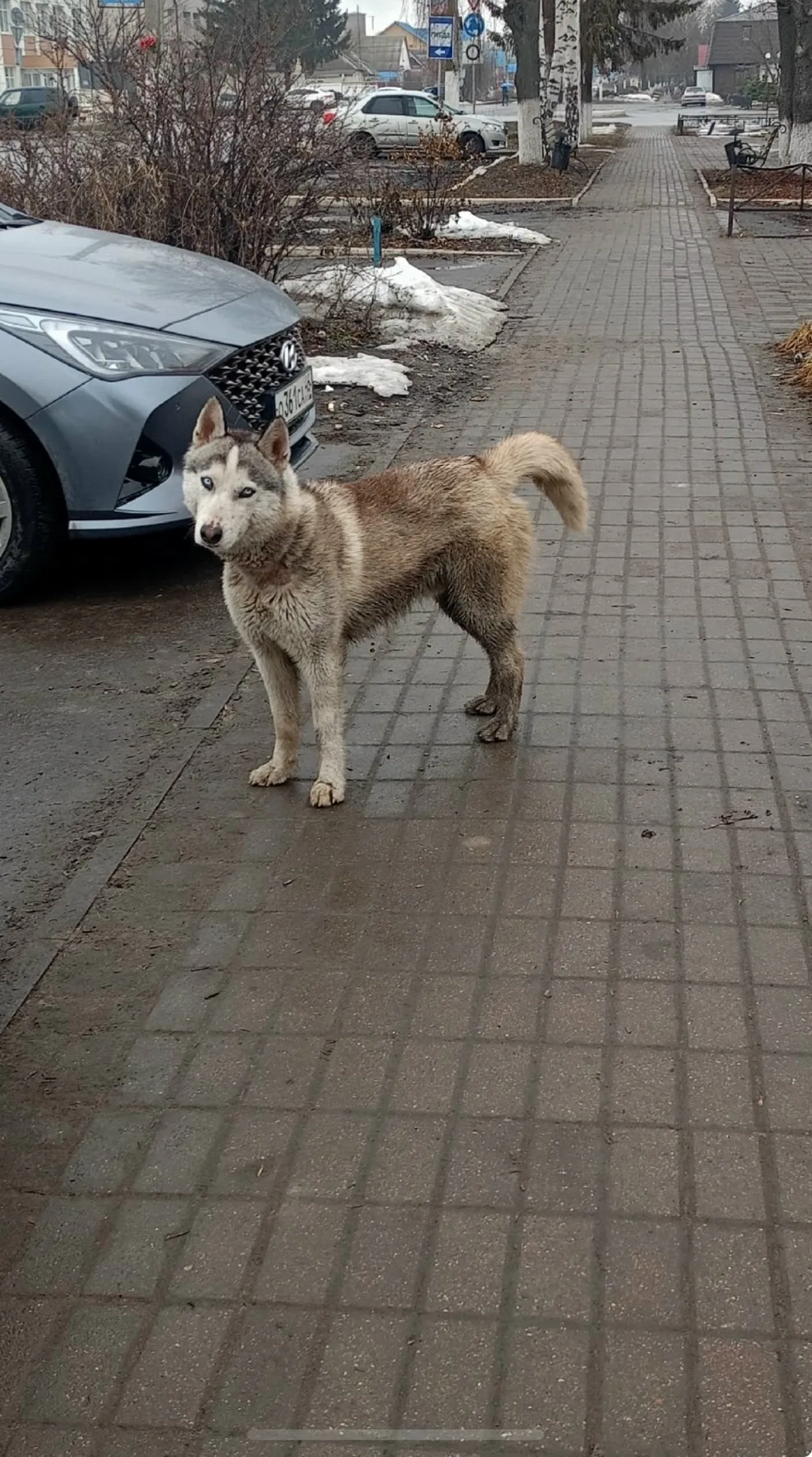 Найдена собака в Курске — фото питомца