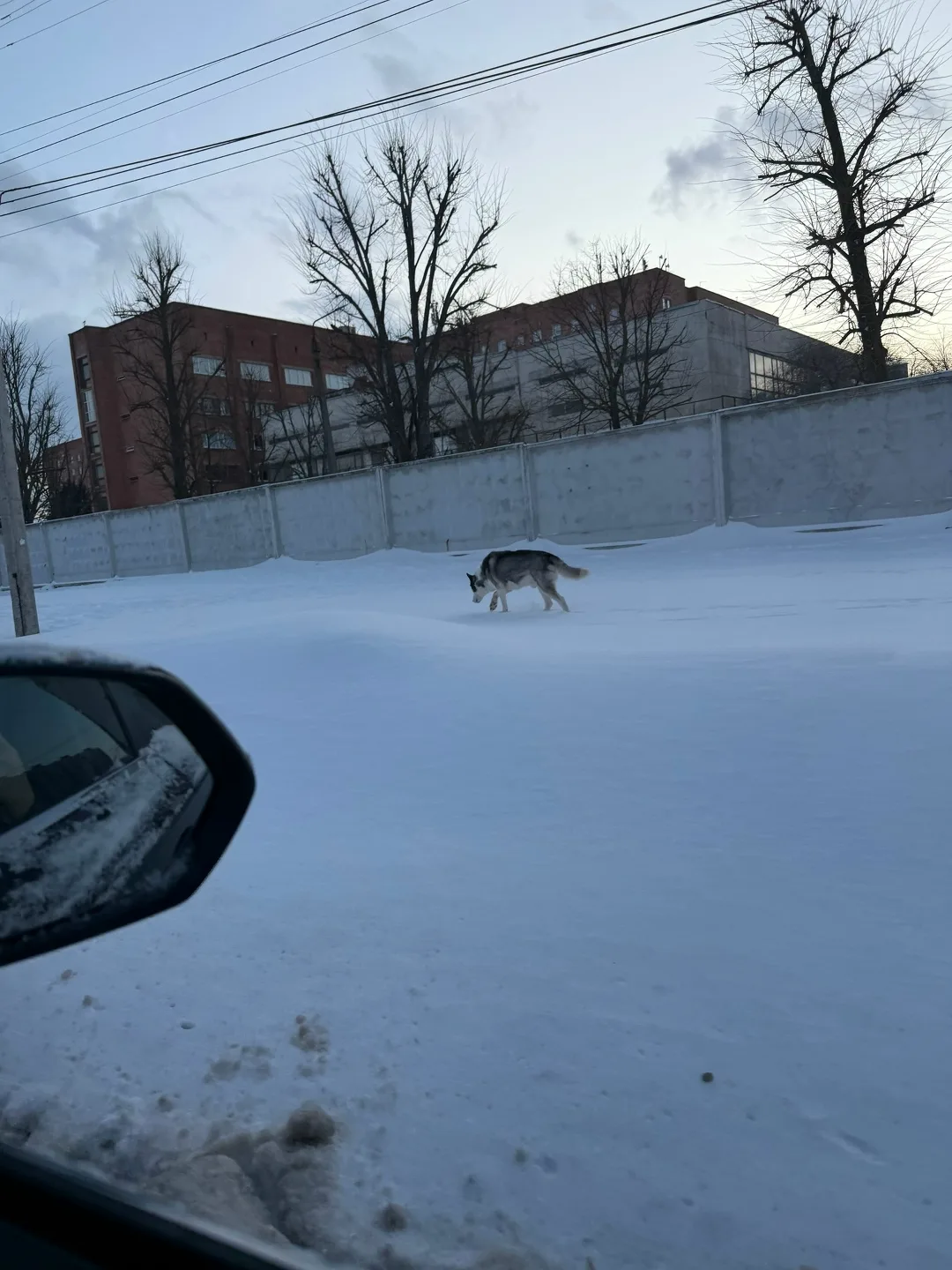 Найдена собака в Курске — фото питомца
