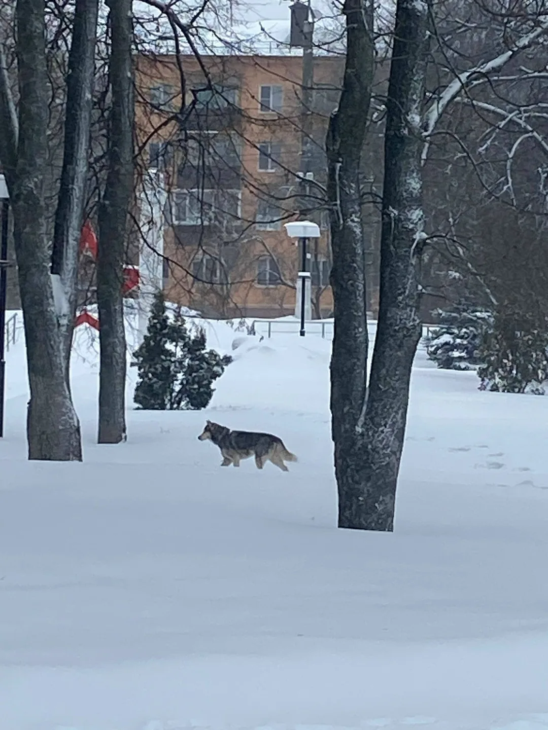 Найдена собака в Курске — фото питомца