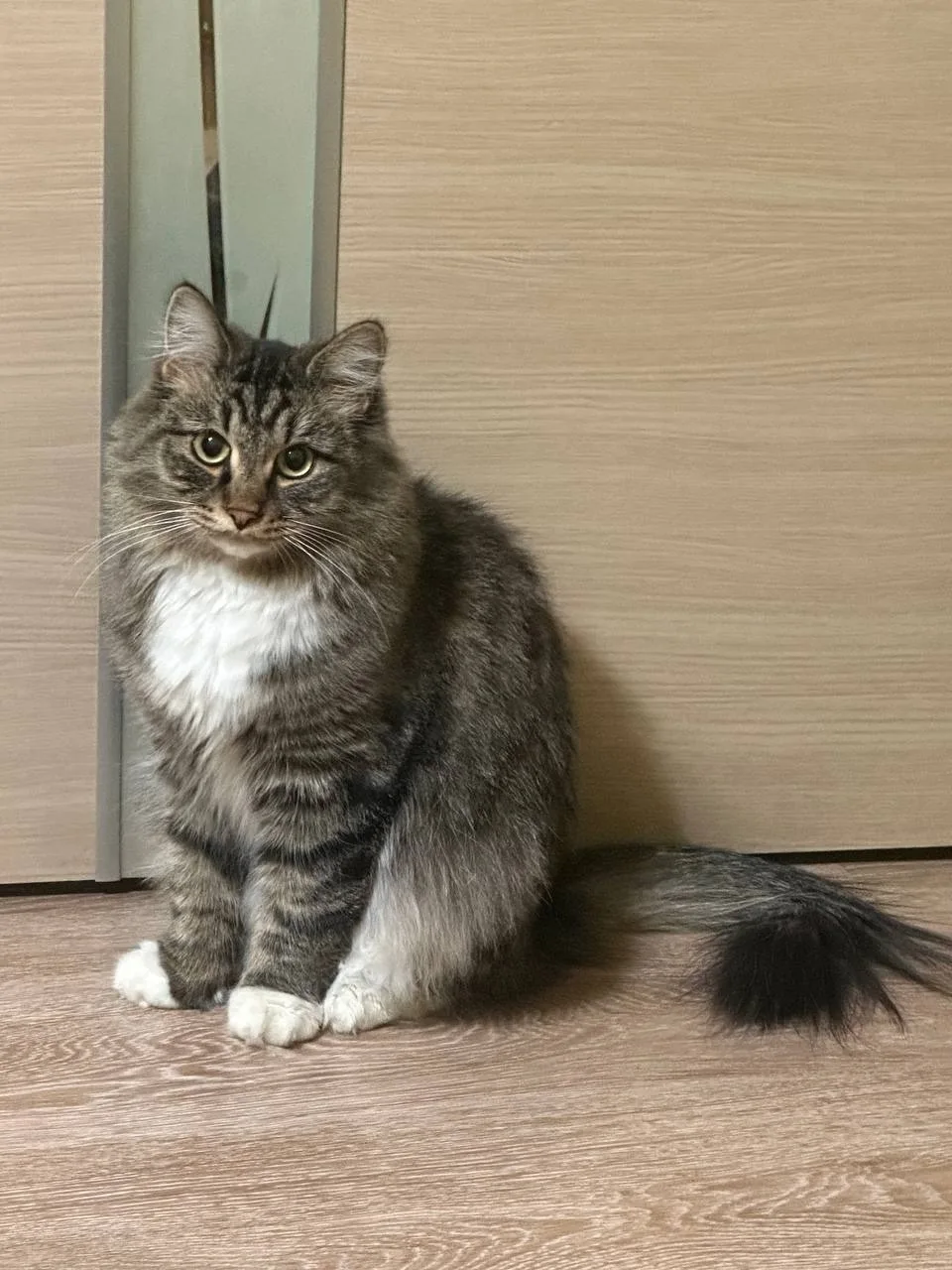 Найдена кошка в Иркутске — фото питомца