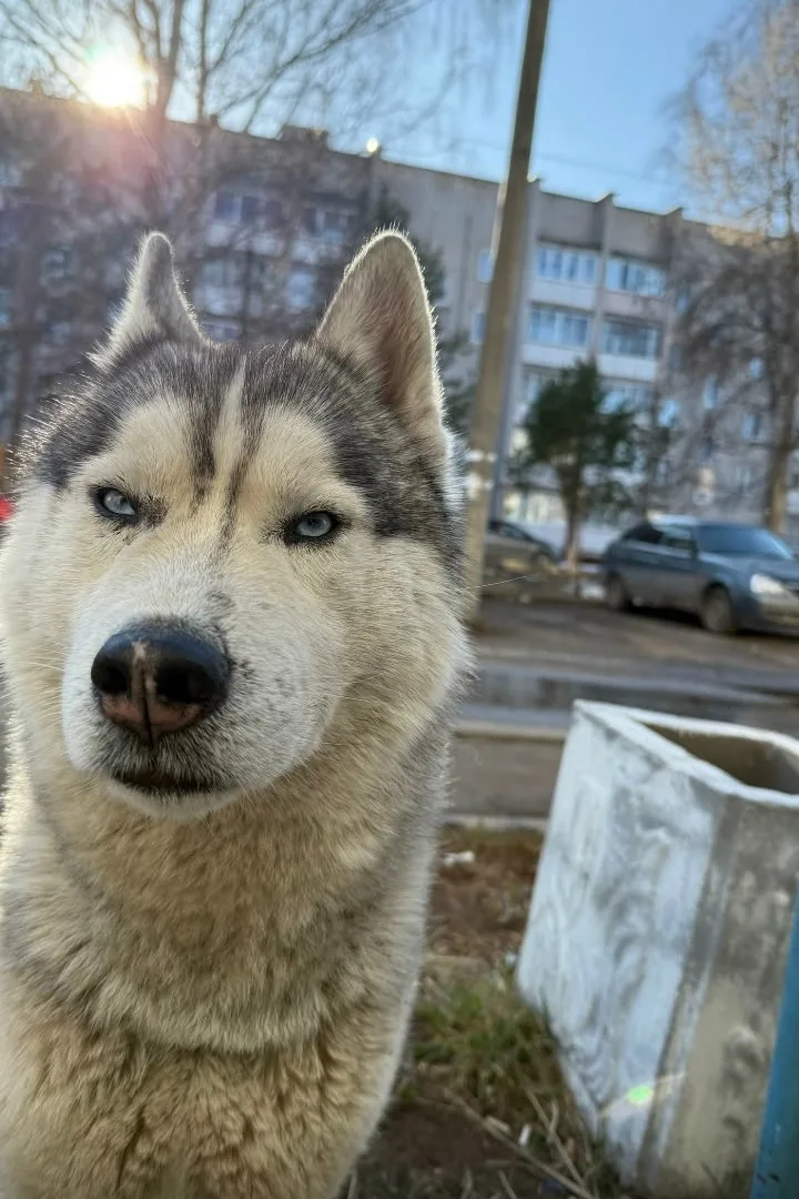 Найдена собака в Кирове — фото питомца