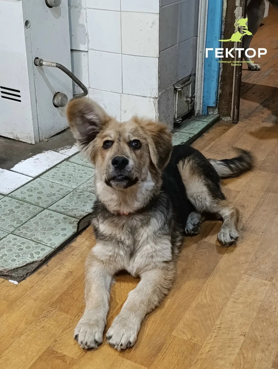 Найдена собака в Брянске — фото питомца