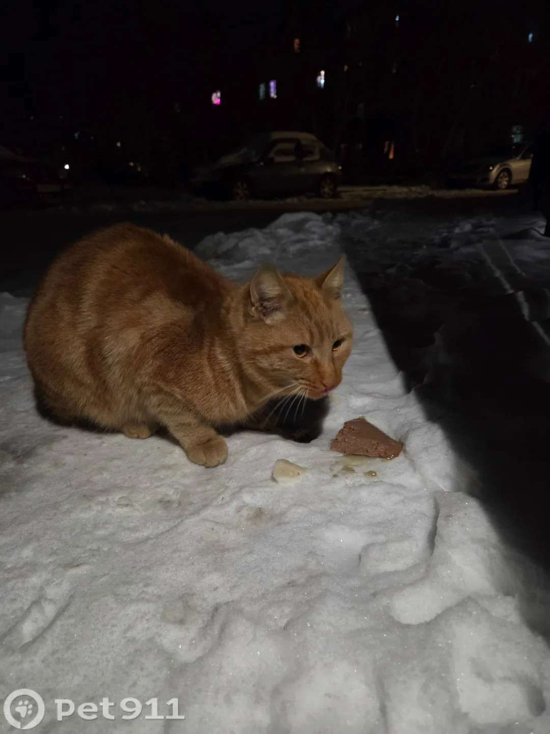 Найдена кошка в Калининграде — фото питомца