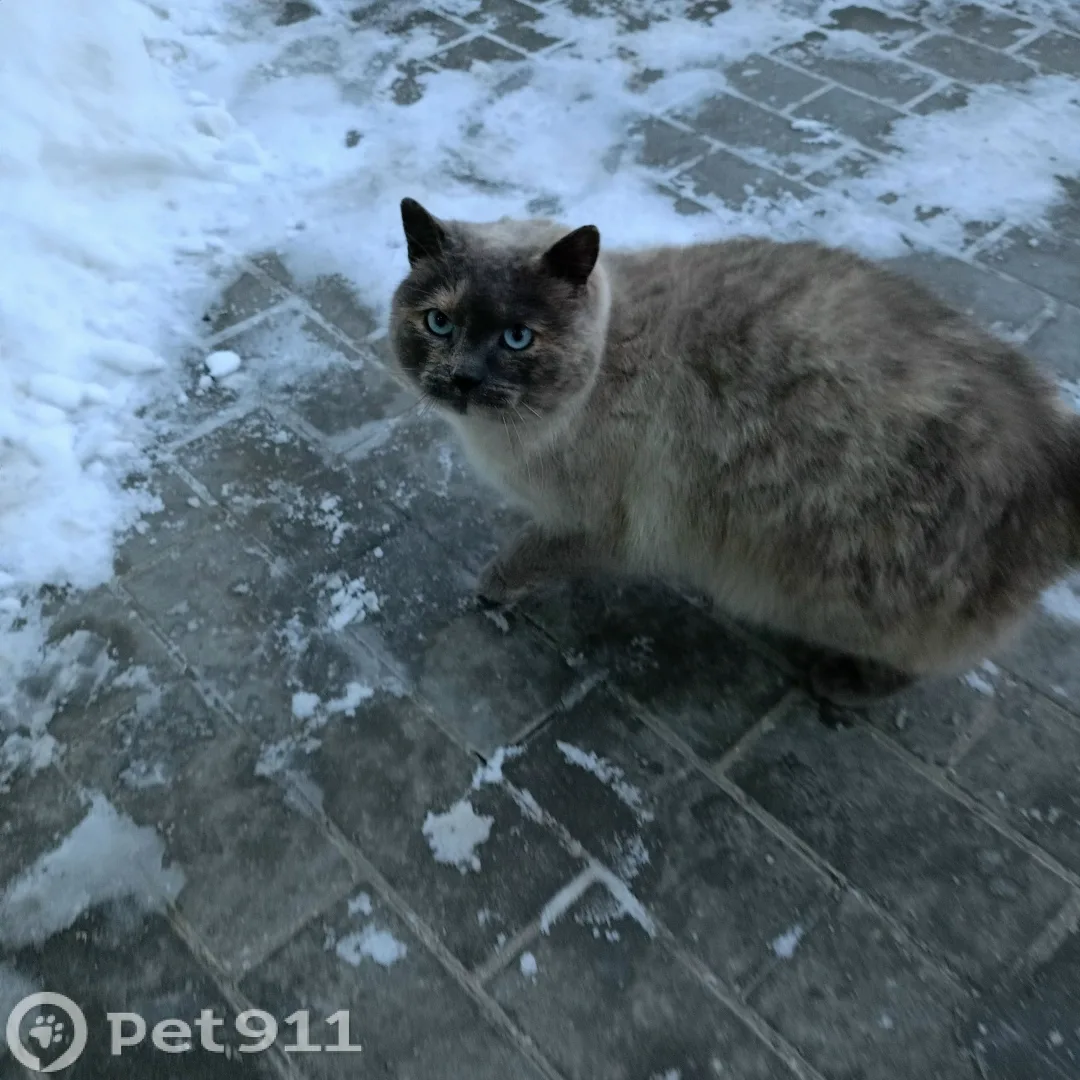 Найдена кошка в Калининграде — фото питомца
