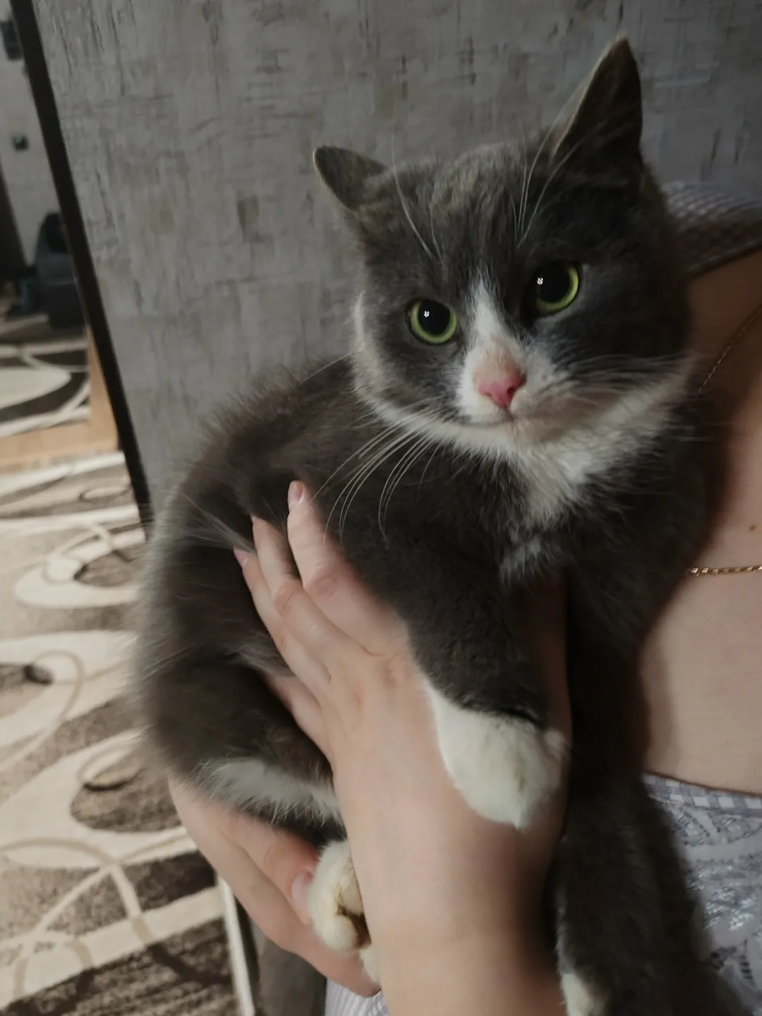 Найдена кошка в Брянске — фото питомца