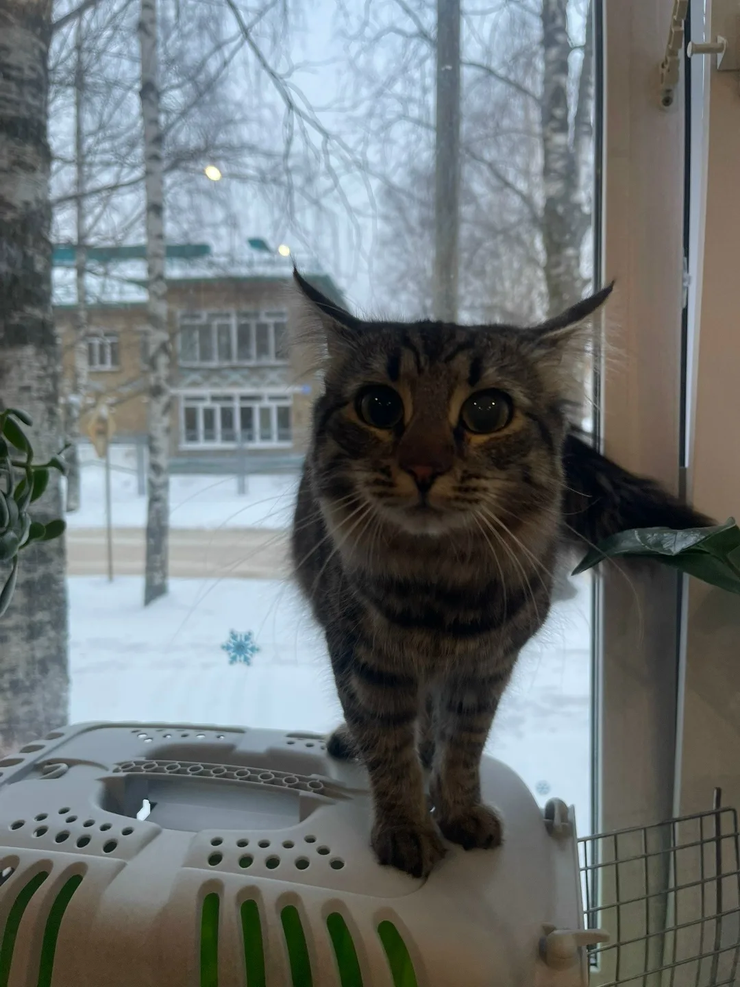 Найдена кошка в Сыктывкаре — фото питомца