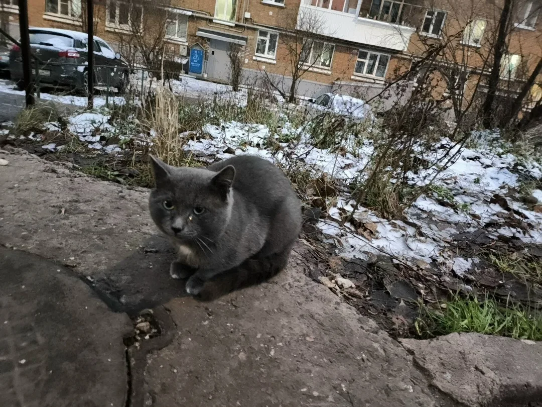 Найдена кошка в Сыктывкаре — фото питомца