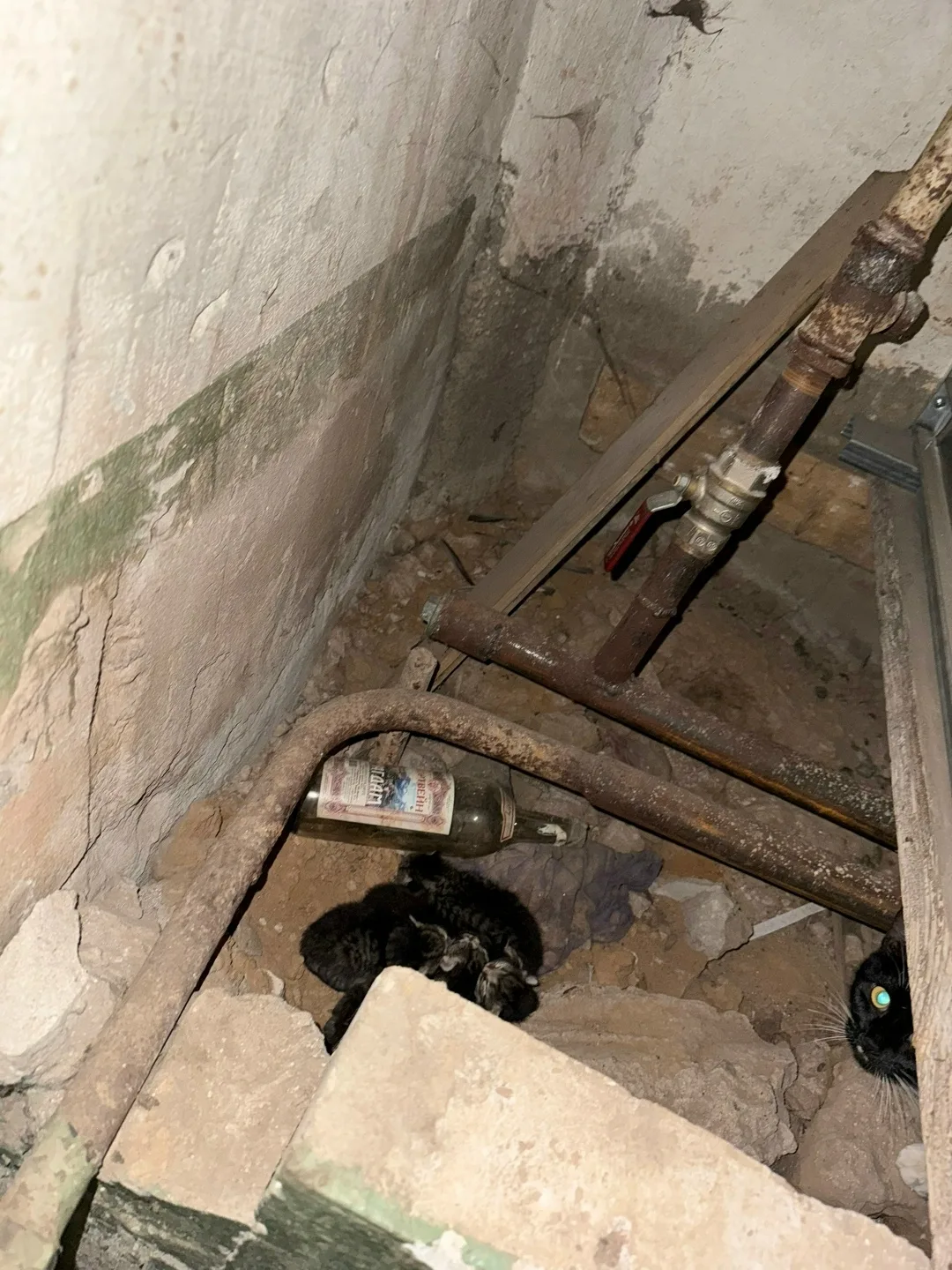 Найдена кошка в Сыктывкаре — фото питомца