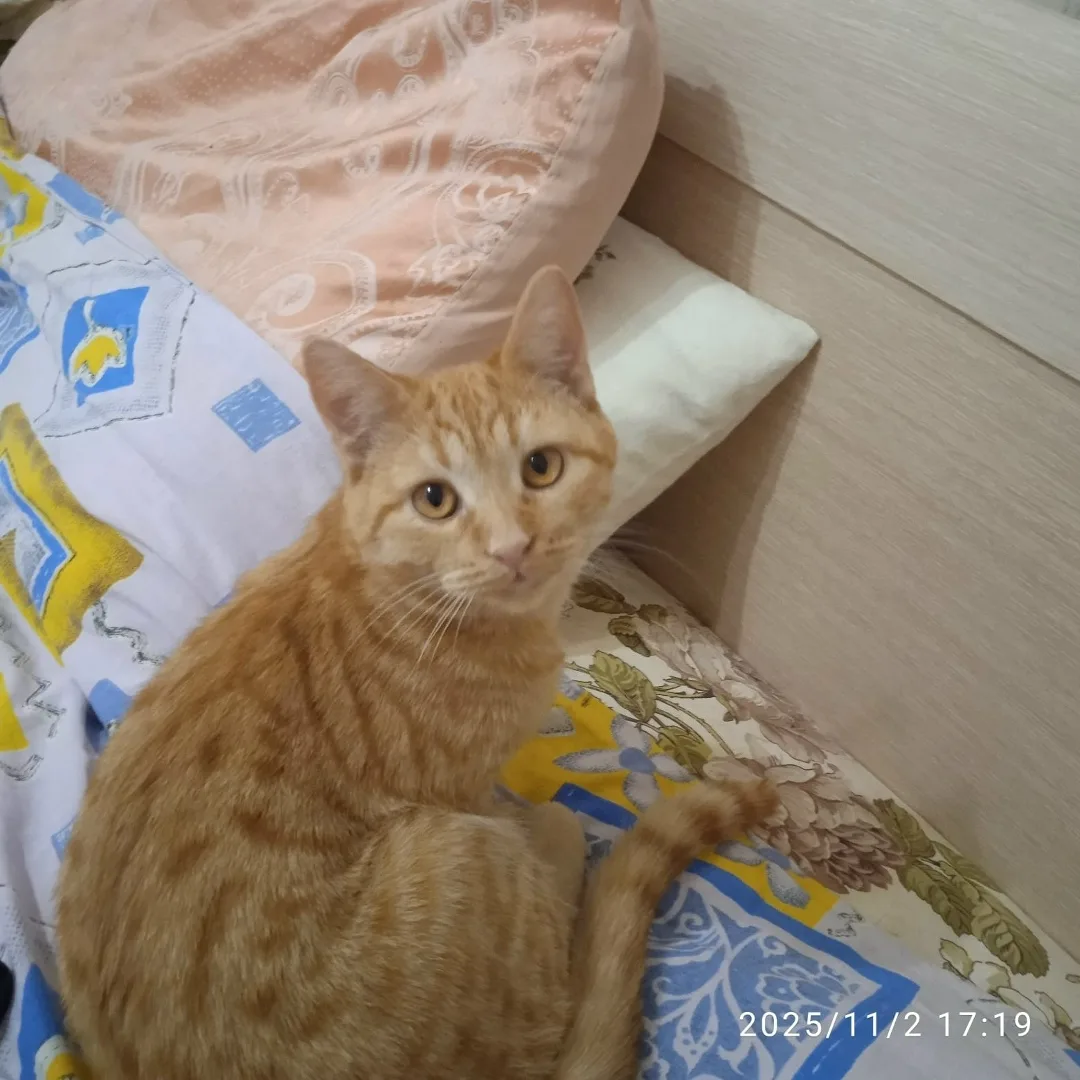 Найдена кошка в Туле — фото питомца