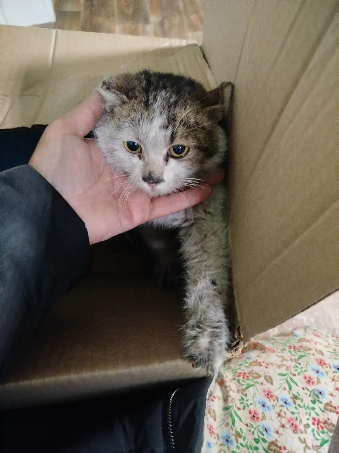 Найдена кошка в Чите — фото питомца