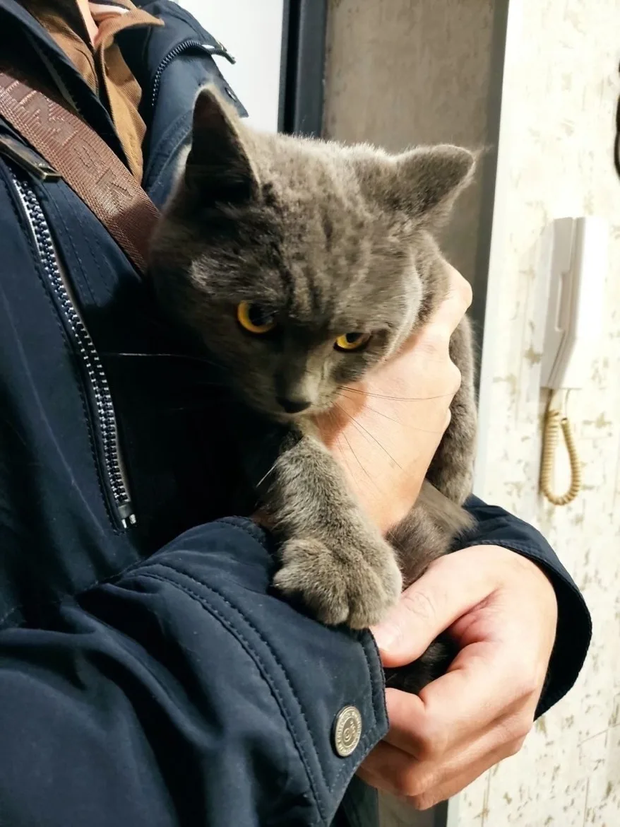 Найдена кошка в Чите — фото питомца