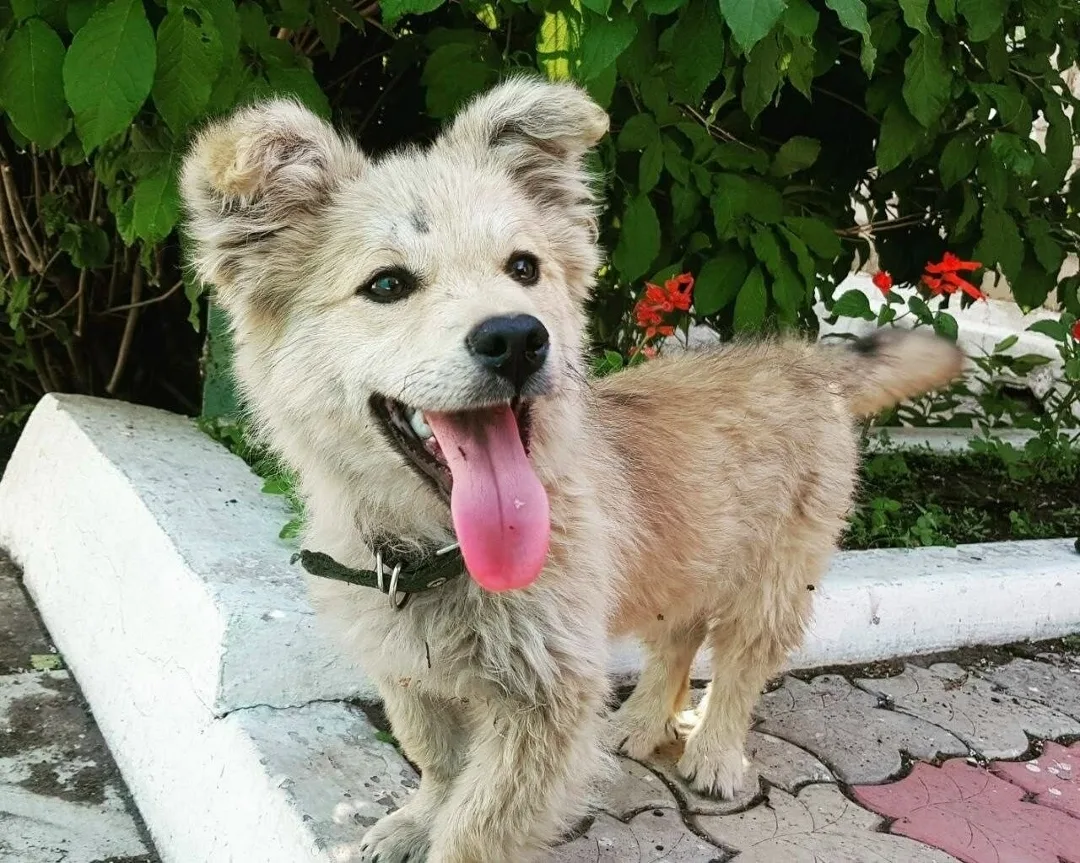 Пропала собака в Чите — фото питомца