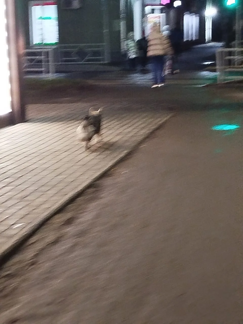 Пропала собака в Кирове — фото питомца