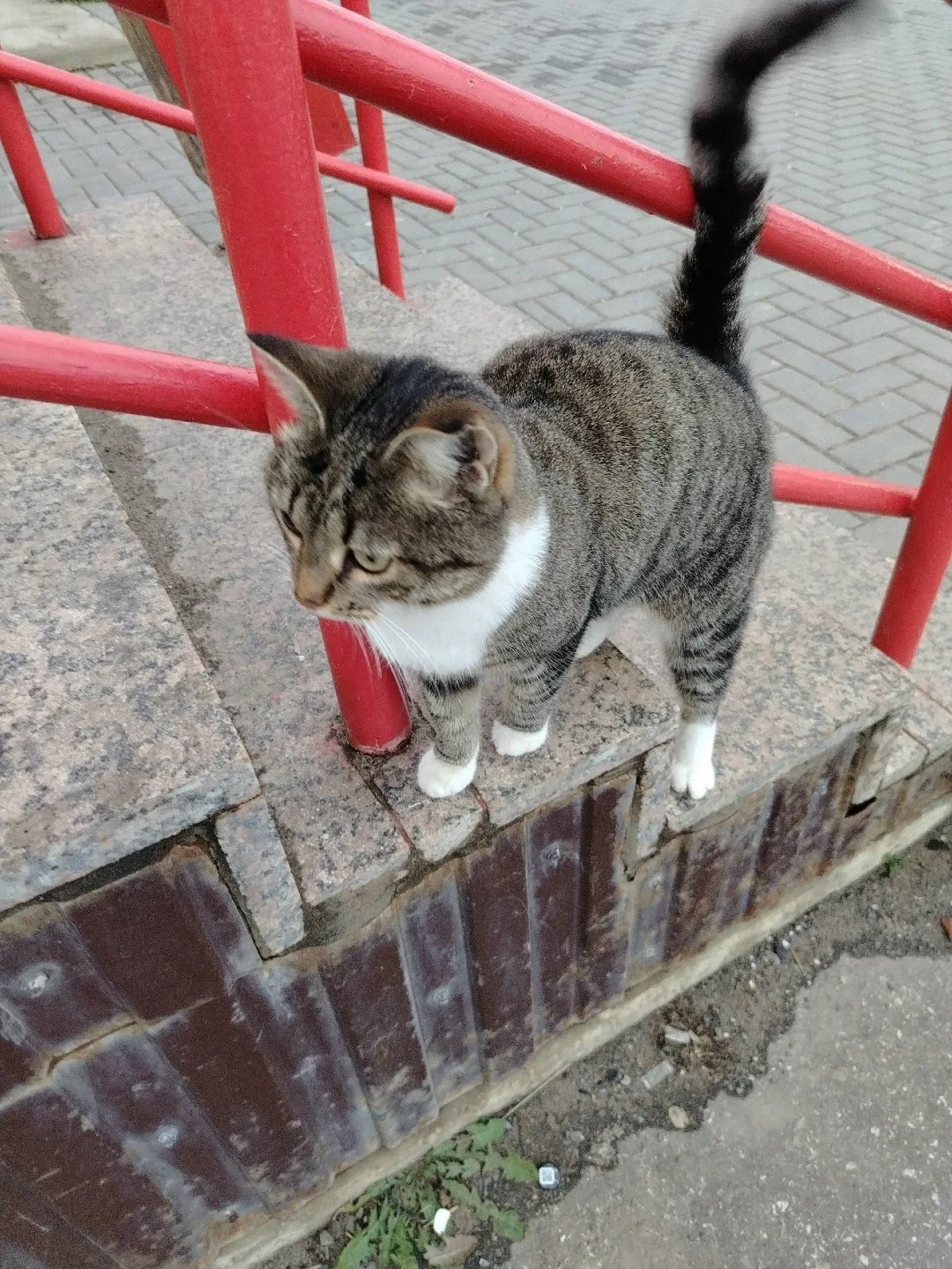 Найдена кошка в Сыктывкаре — фото питомца