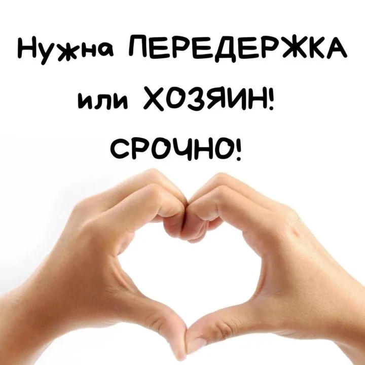Найдена кошка в Кирове — фото питомца