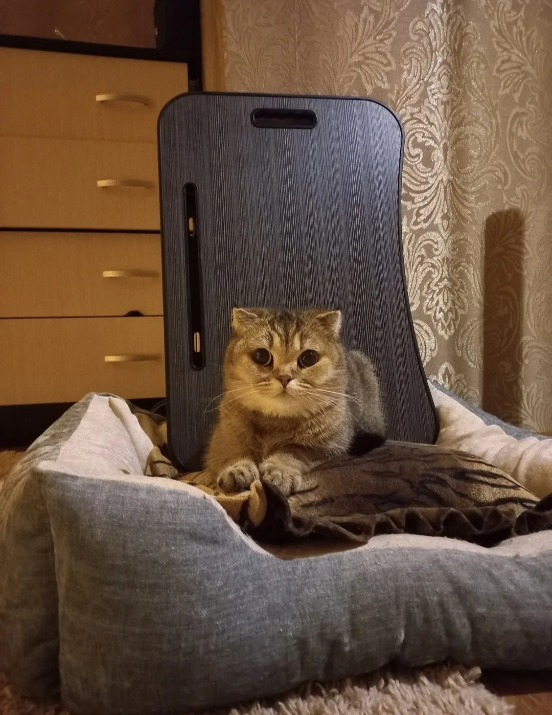 Найдена кошка в Брянске — фото питомца