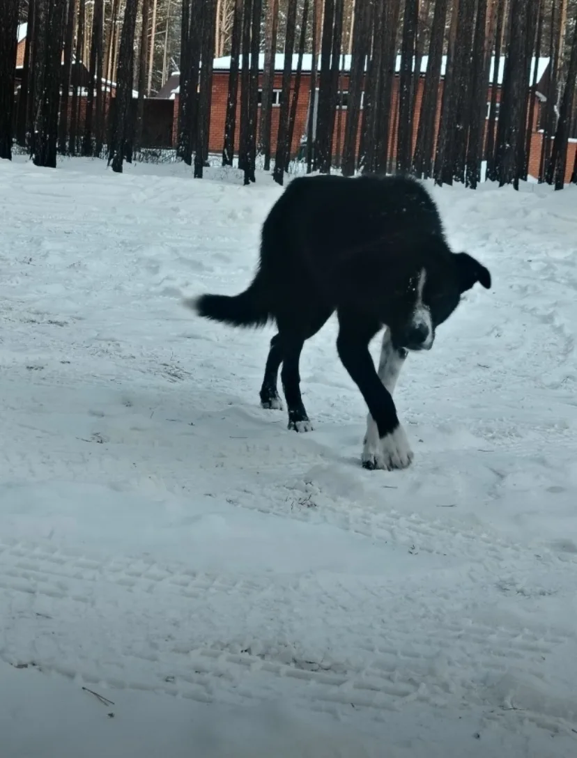 Пропала собака в Чите — фото питомца