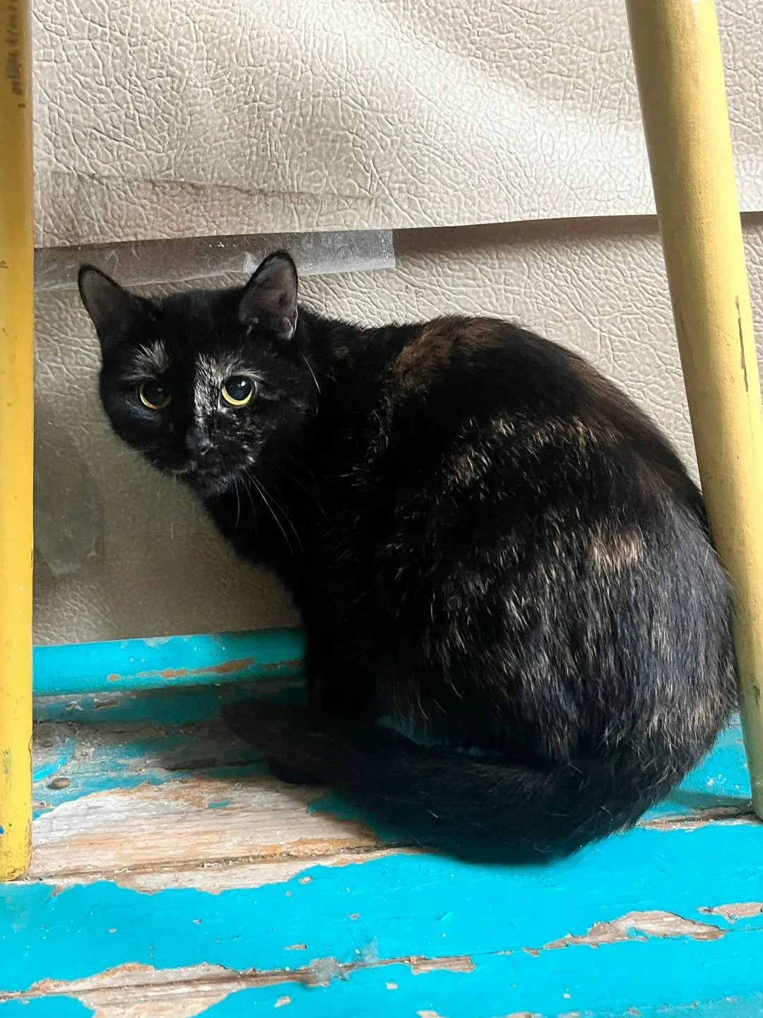 Найдена кошка в Кирове — фото питомца