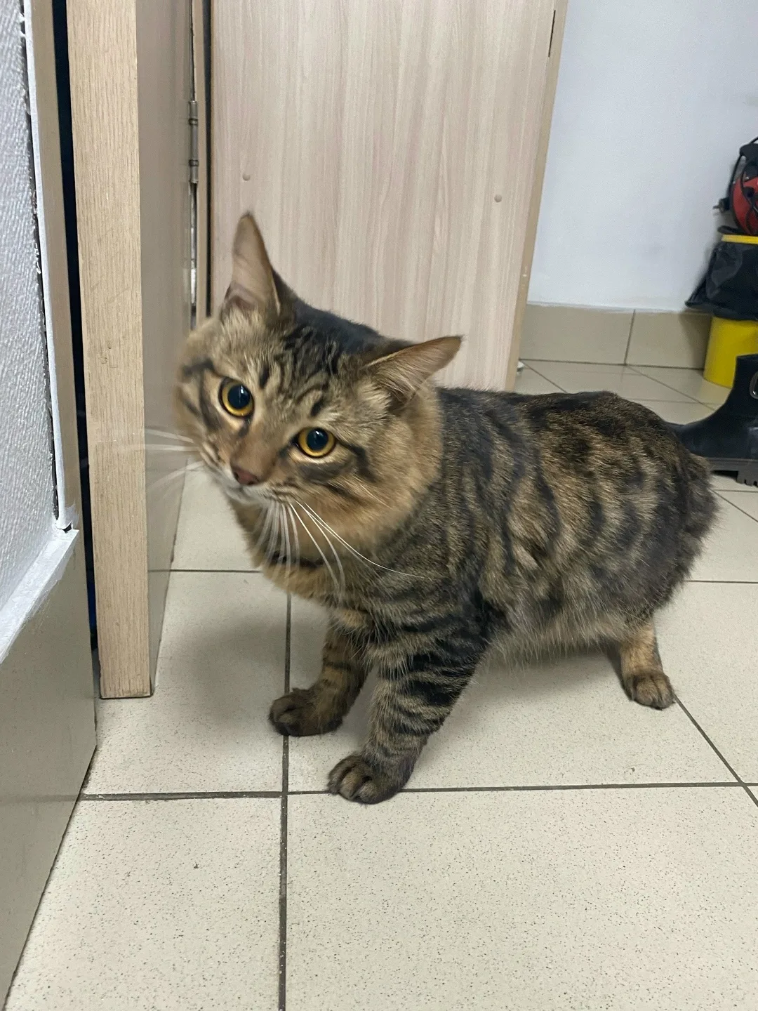 Найдена кошка в Чите — фото питомца