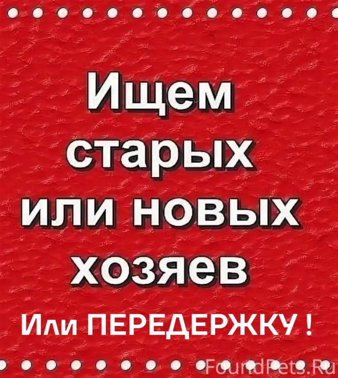 Пропала собака в Туле — фото питомца