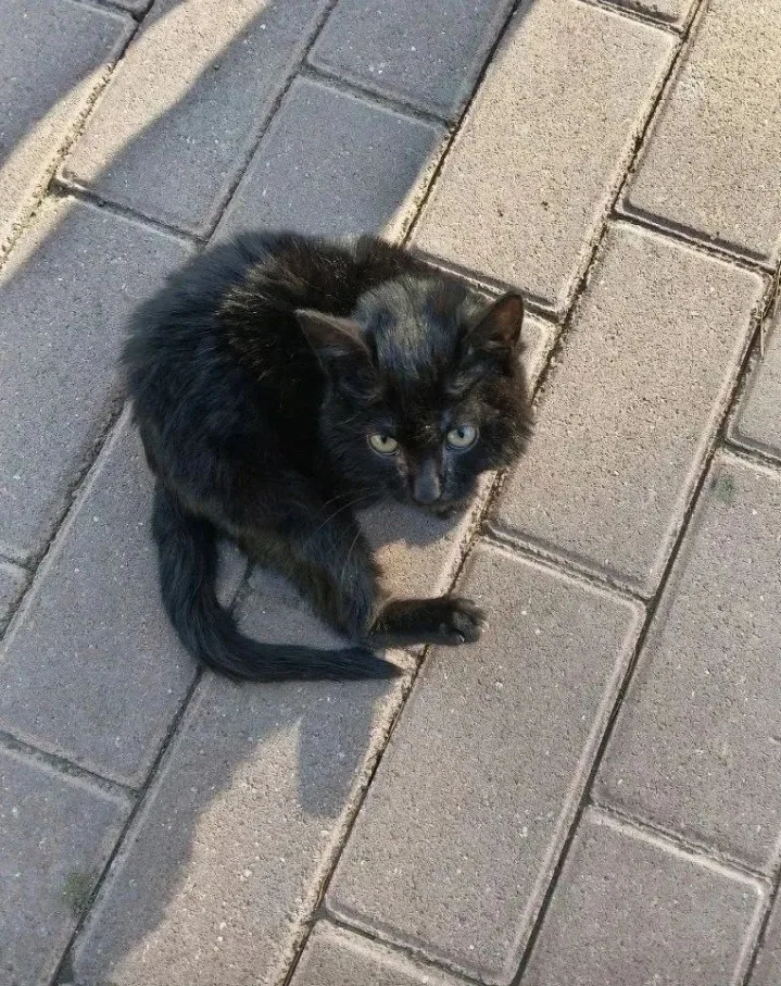 Найдена собака в Чите — фото питомца