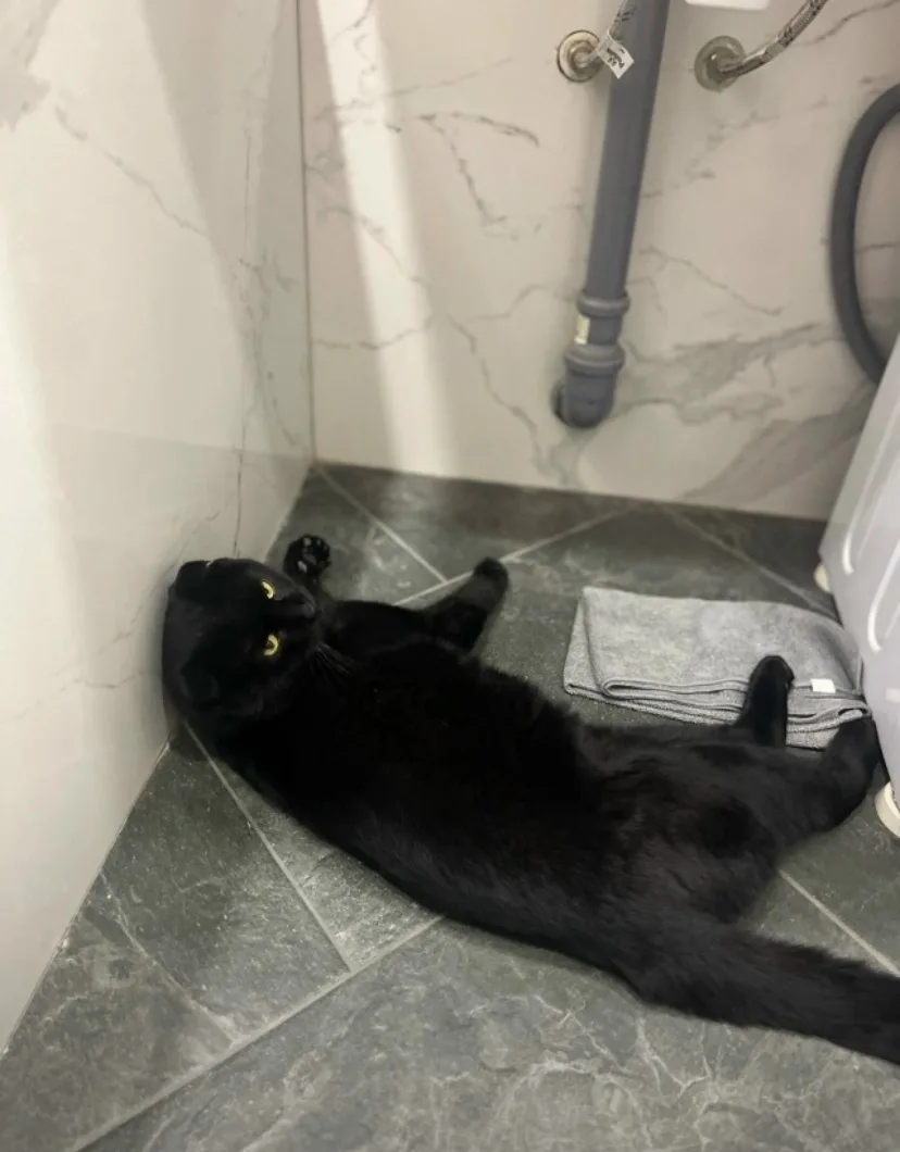 Найдена кошка в Чите — фото питомца