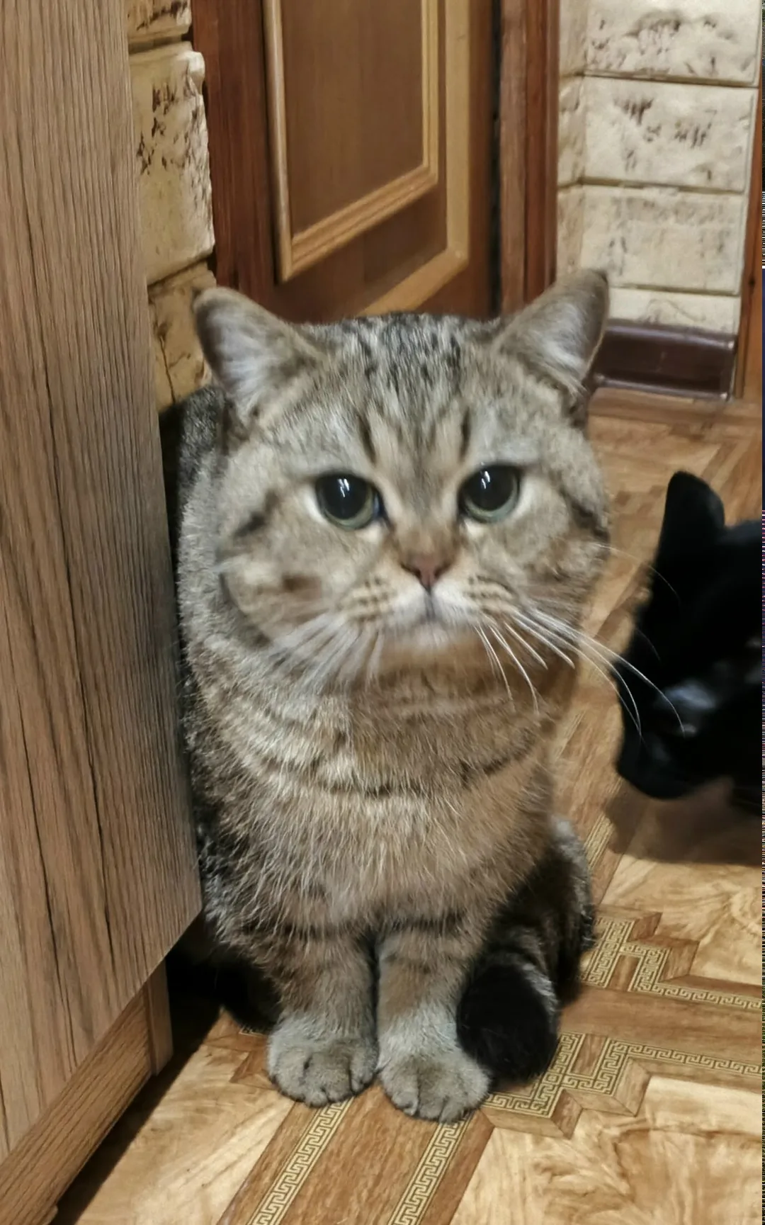 Найдена кошка в Туле — фото питомца