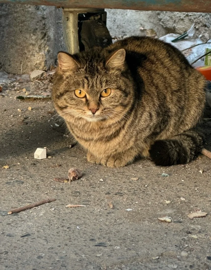 Найдена кошка в Чите — фото питомца