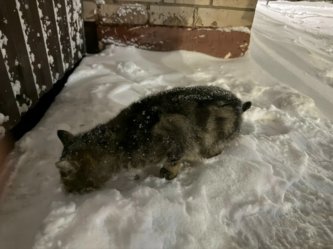 Найдена кошка в Кирове — фото питомца