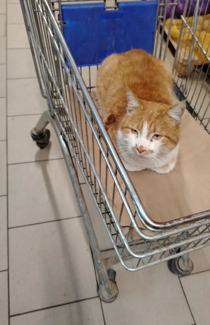 Найдена кошка в Калининграде — фото питомца