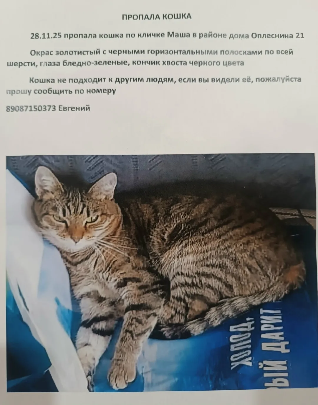 Найдена кошка в Сыктывкаре — фото питомца